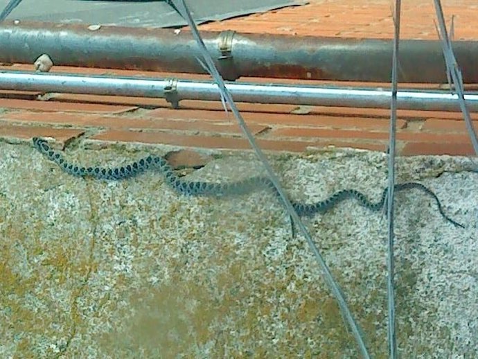 Serpiente Prisión De Cáceres