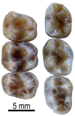 Hall Un Nuevo Género De Primate