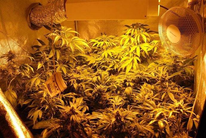 Invernadero En El Que Los Detenidos Cultivaban La Marihuana.