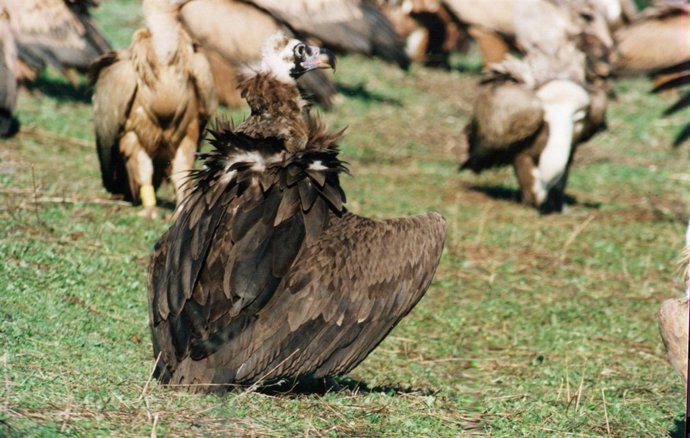 Ejemplares De Buitre Negro