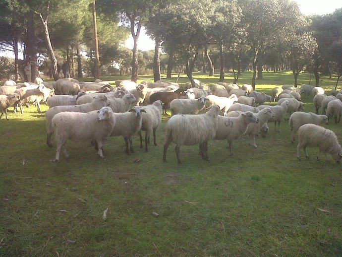 Un Total De 800 Ovejas De La Dehesa De Valdelatas