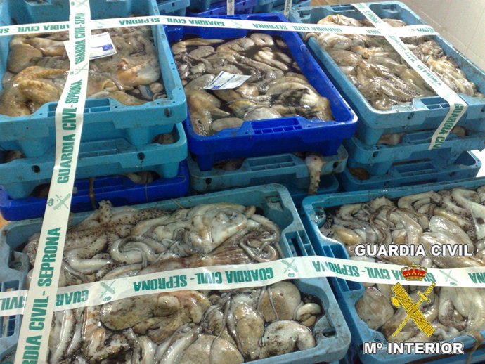 Imagen De Los Ejemplares De Pulpo Intervenidos