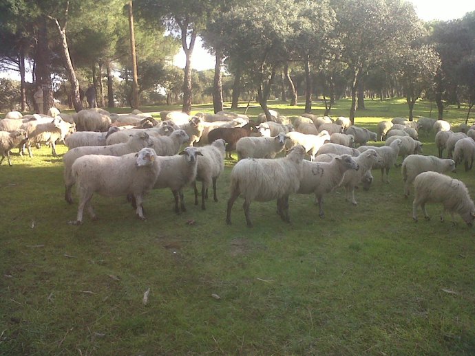 Un Total De 800 Ovejas De La Dehesa De Valdelatas