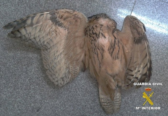 Búho Real Muerto