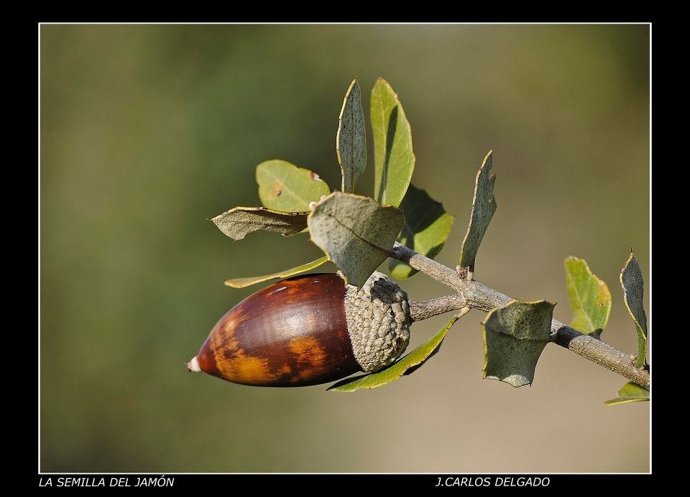 Fotografía Ganadora Concurso DO Dehesa Extremadura