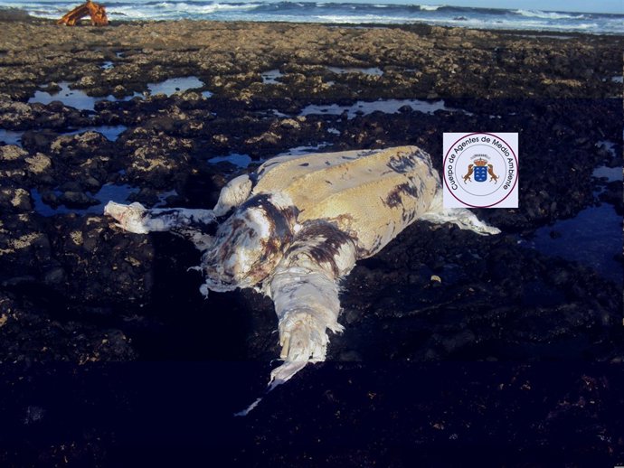 Restos De La Tortuga Laud 