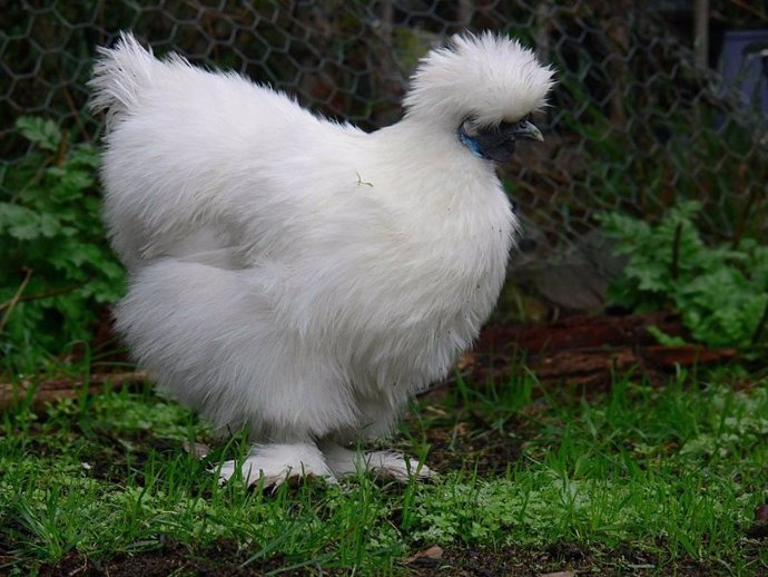 Gallina Silkie De China