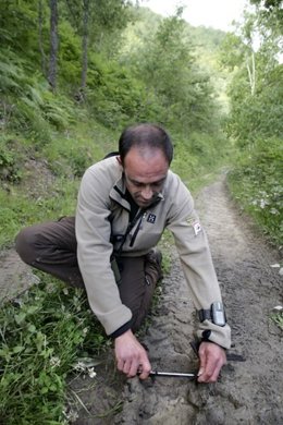 Un Miembro De La Patrulla Oso De La FOP Midiendo Huellas De Oso Cerca De Reinosa