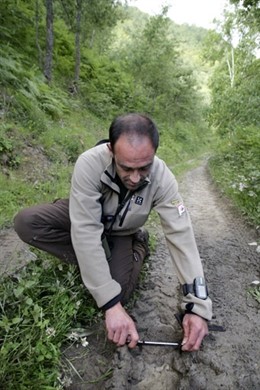 Un Miembro De La Patrulla Oso De La FOP Midiendo Huellas De Oso Cerca De Reinosa
