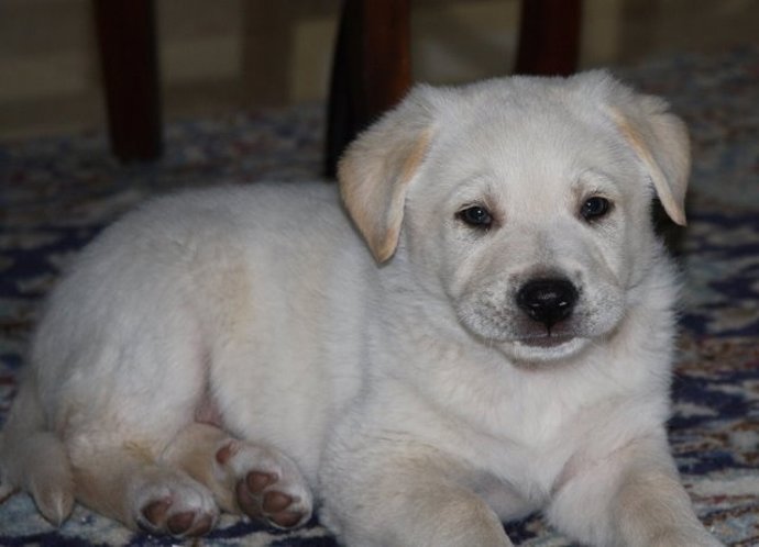 Un Cachorro De Labrador
