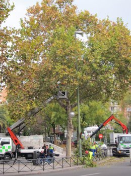 Técnicos Municipales Podan Árboles En El Plan De Gestión Del Arbolado De Madrid