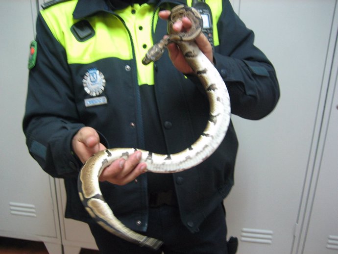 La Policía Municipal De Madrid Rescata A Una Serpiente