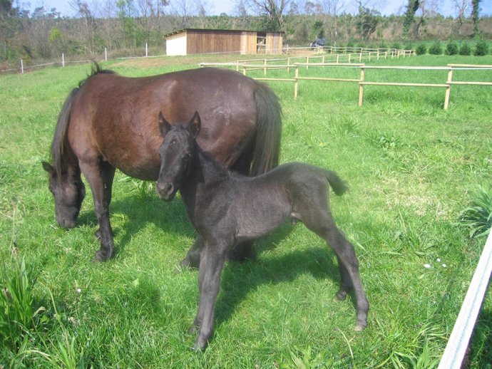 Una Yegua De Asturcón Con Su Cría. 