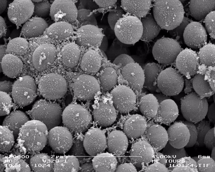 Fotografía De Microscopia Electronica De Barrido De La Bacteria Staphylococcus A