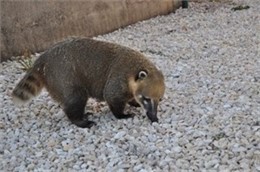 Coatí En Ernguera