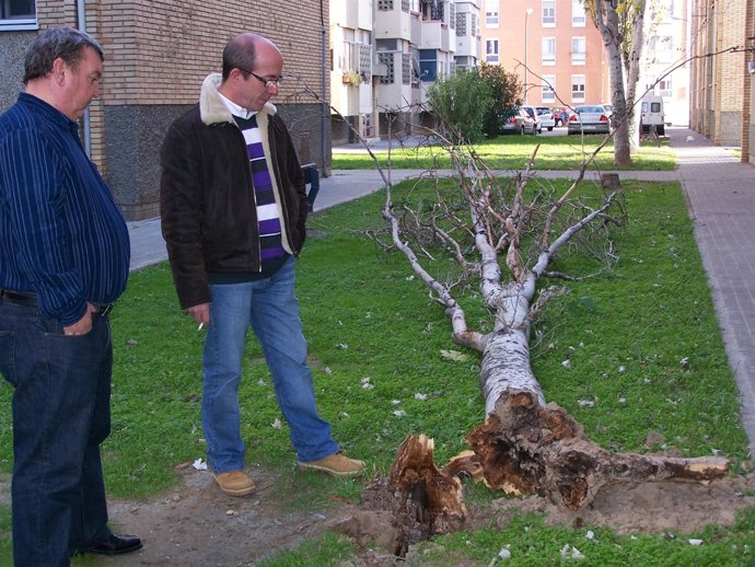 Árbol Arrancado Por El Viento En Casetas