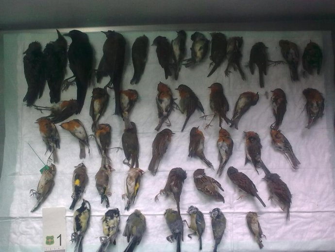 Pájaros Protegidos Interceptados Por Los Agents Rurals