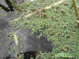 Alga Nociva En La Cuenca Alta Del Manzanares