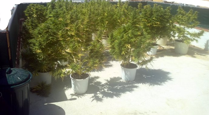 Plantación De Marihuana