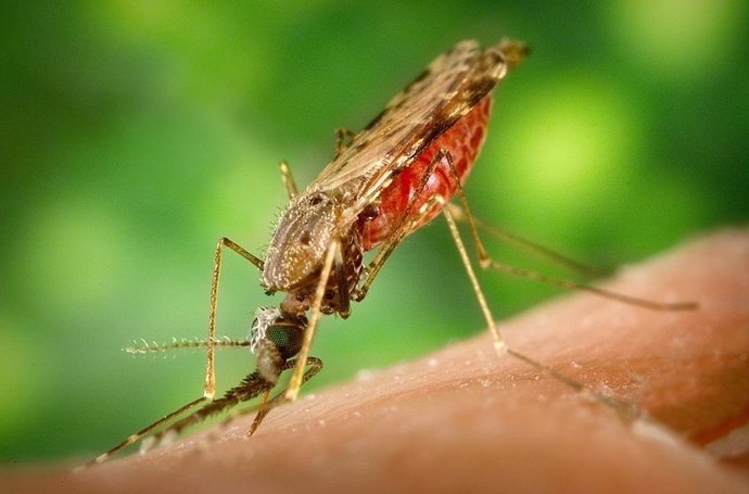 La Hembra Del Mosquito Que Propaga La Malaria