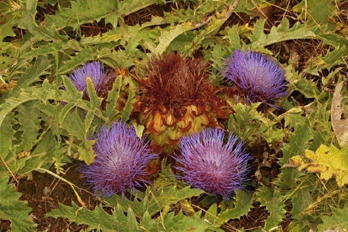 'Cynara Tournefortii'