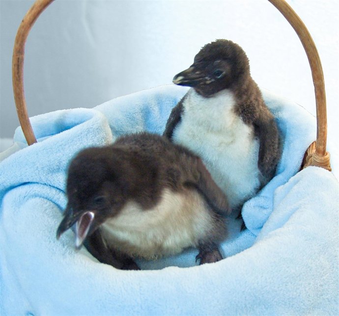 Pingüinos Saltarroca 