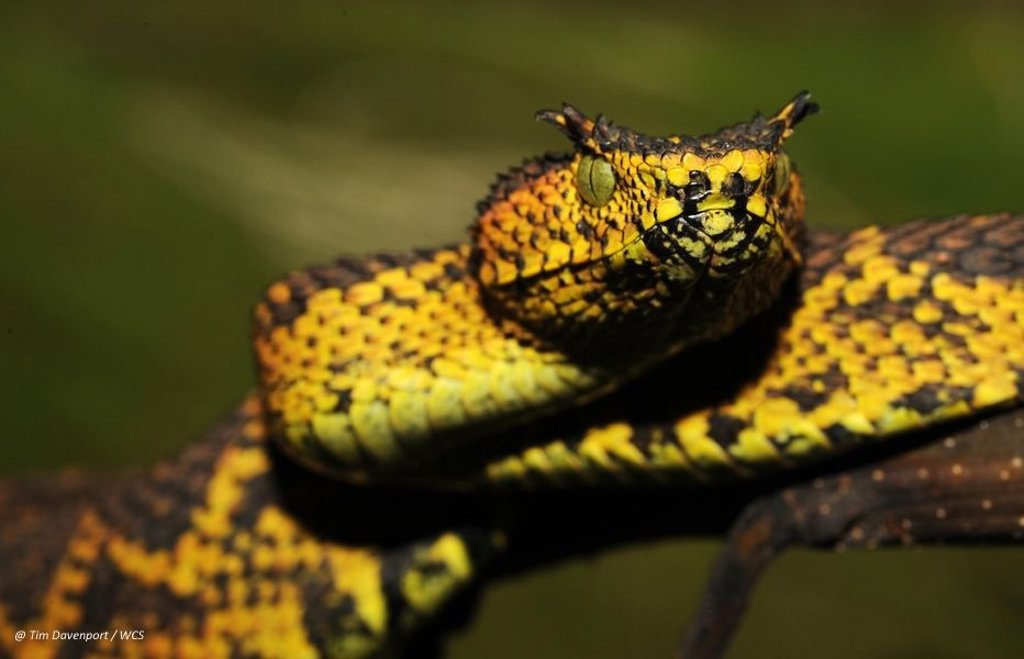 Descubren en Tanzania una nueva serpiente venenosa con cuernos sobre los ojos y de color negra y Descubren en Tanzania una nueva serpiente venenosa con cuernos sobre los ojos y de color negra y