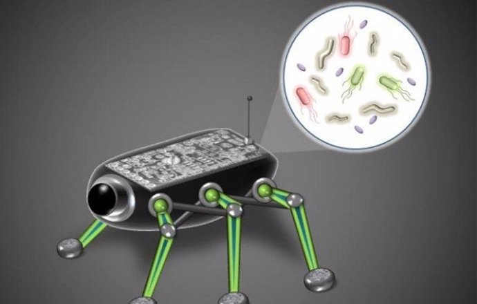 Nueva Generacion De Robots Alimentados Con Bacterias