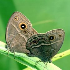 Mariposas