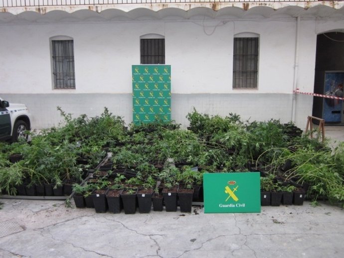 Plantas Intervenidas En Vall D'alba