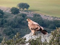 El SEPRONA no descarta encontrar más ejemplares de águila imperial muertas en una finca de Ciudad Real