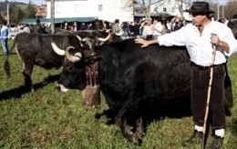 Concentración Ganadera