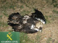 Ecologistas proponen suspender "cautelarmente" la caza en el coto de Ciudad Real en el que aparecieron 6 águilas muertas