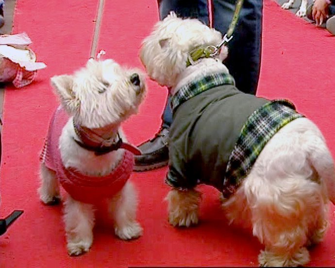 San Antón en Chueca por la adopción de animales
