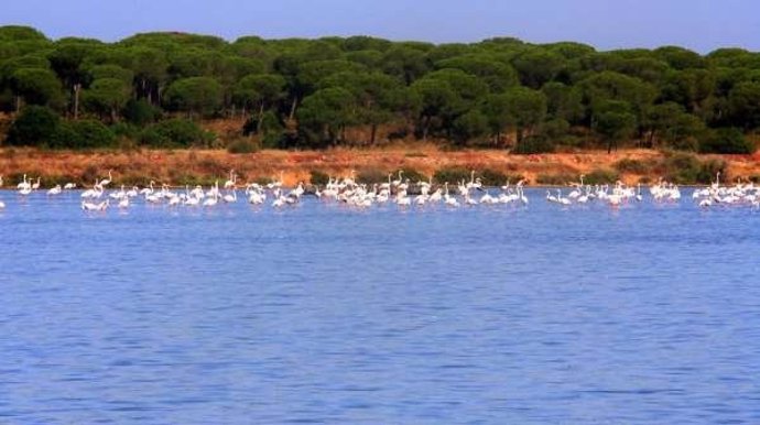 Flamencos En El Paraje Natural Marismas Del Odiel. 