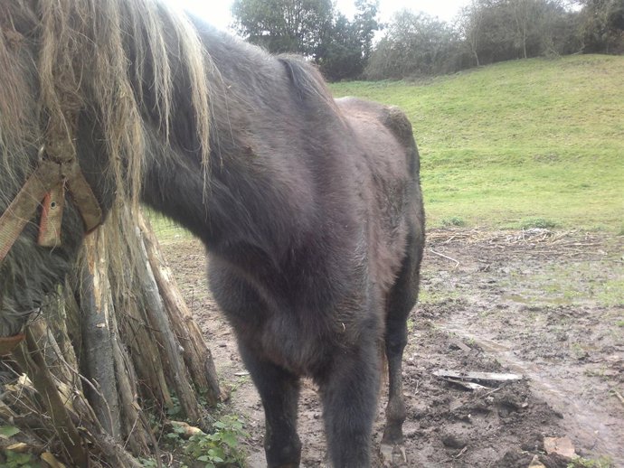 Caballos Desnutridos En Salas