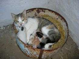 Gata Con Sus Gatitos