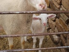 Cordero, Ganado Ovino, Granja, Corral