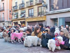 Los Dueños Con Sus Mascotas Esperando La Bendición