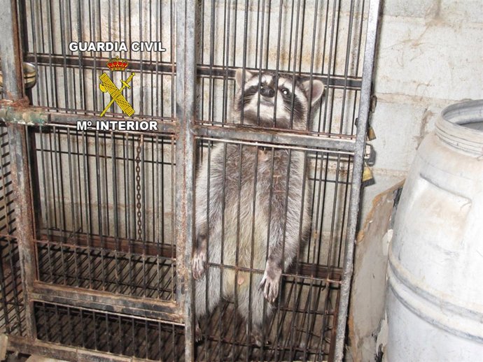 La Guardia Civil Desmantela Un Criadero Ilegal De Aves Rapaces