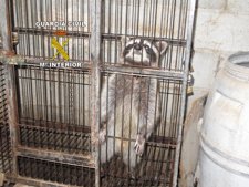 La Guardia Civil Desmantela Un Criadero Ilegal De Aves Rapaces