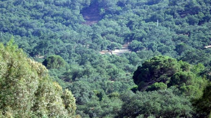 Imagen de una zona forestal en Andalucía