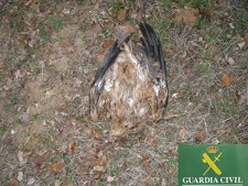 ÁGUILA MUERTA EN CIUDAD REAL