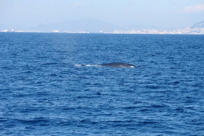 Avistamiento De Cetáceos De La Campaña De Circe