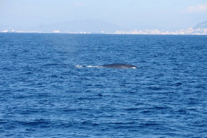 Avistamiento De Cetáceos De La Campaña De Circe