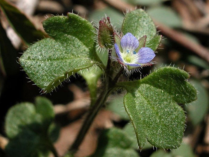 Veronica Hederifolia (Hierba Gallinera) . Se Trata De Una Mala Hierba Común Que 