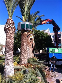 Tratamiento Contra El Picudo Rojo En La Salle (Paterna)