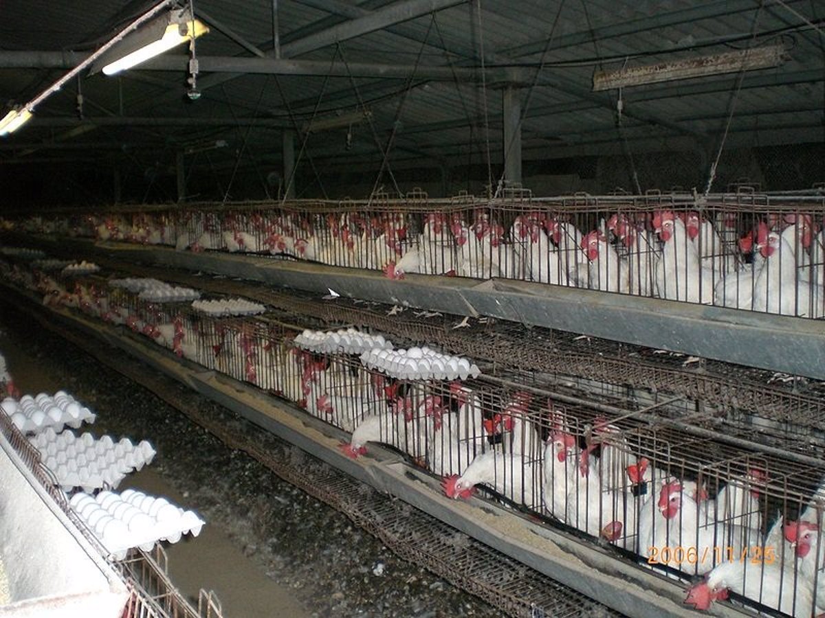 aprender Inapropiado Política Expediente por incumplir normas para jaulas de gallinas ponedoras