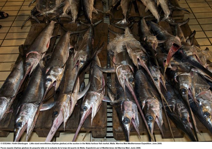 Ejemplares De Pez Espada Del Mediterráneo Pequeños En Una Lonja De Malta