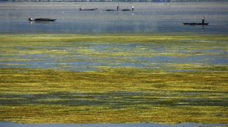 Cultivo De Algas Marinas